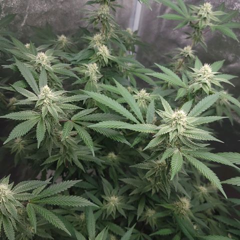 Gorilla fucks  growlog timeline photo