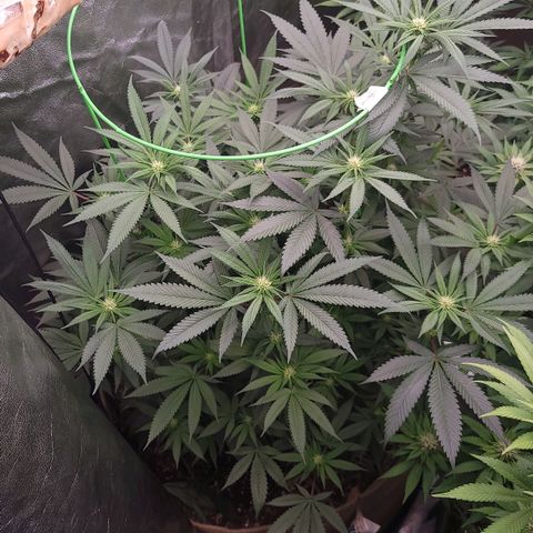 La og kush growlog timeline photo