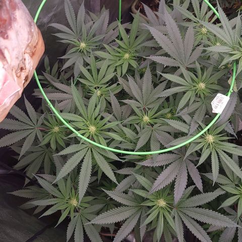 La og kush growlog timeline photo