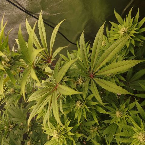 Super yahmba growlog timeline photo