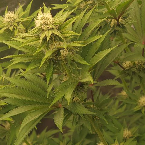 Super yahmba growlog timeline photo