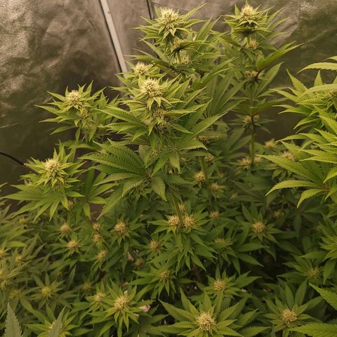 Super yahmba growlog timeline photo