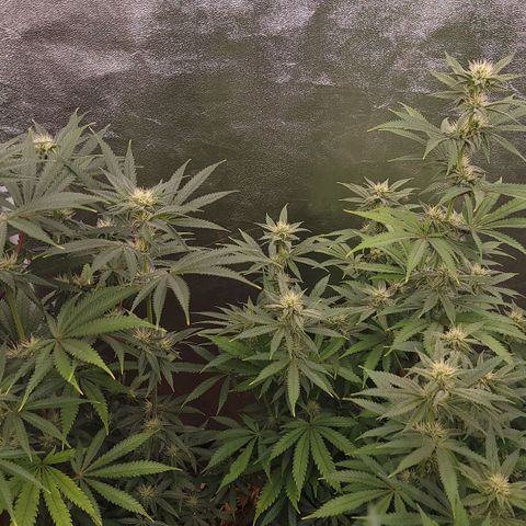 Yoda soda  growlog timeline photo