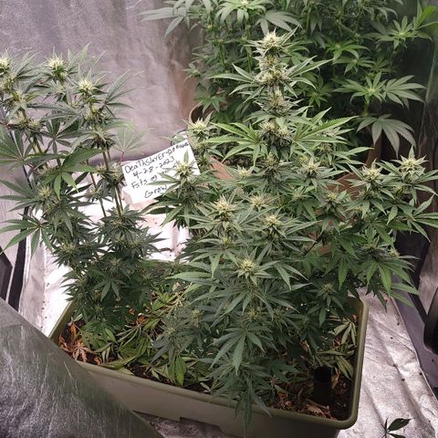 Yoda soda  growlog timeline photo