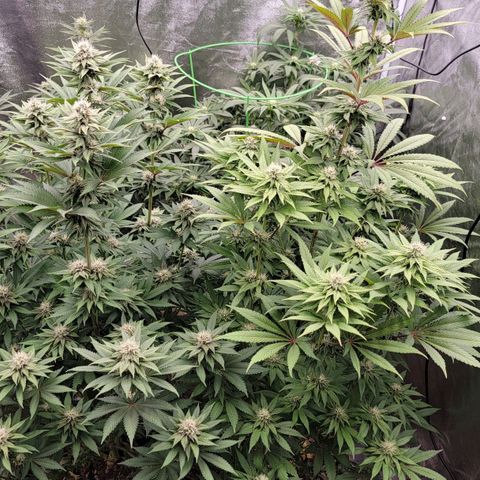 Super yahmba growlog timeline photo