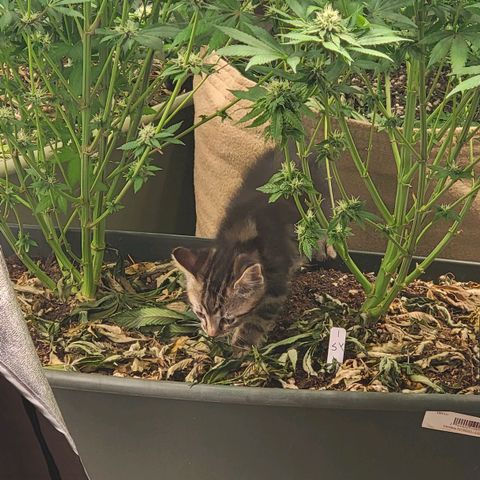 Super yahmba growlog timeline photo