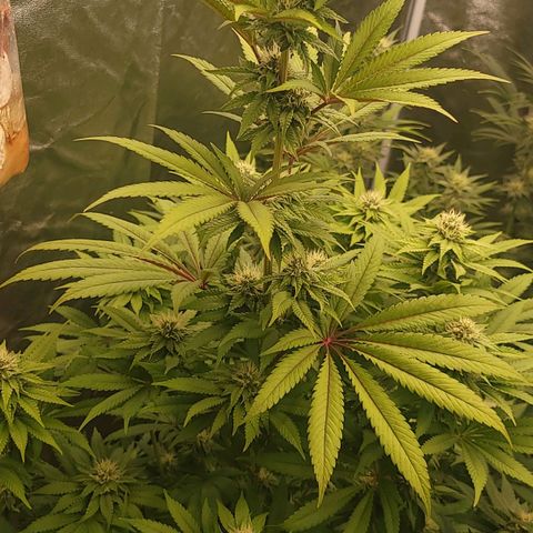 Super yahmba growlog timeline photo