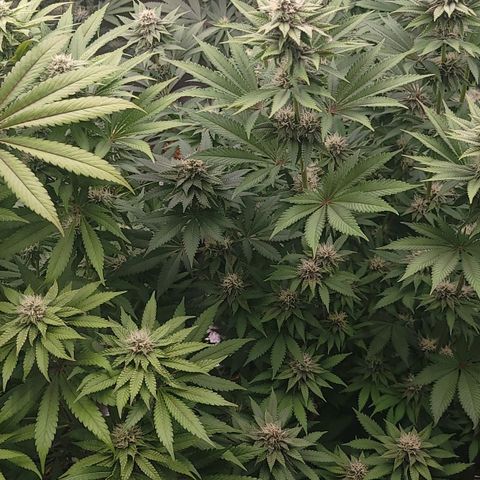 Super yahmba growlog timeline photo