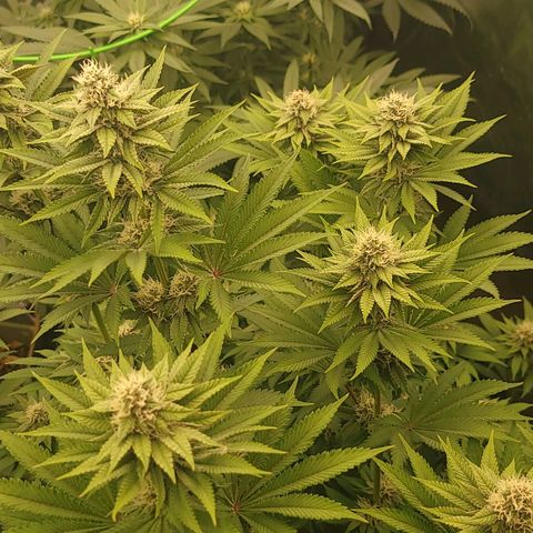 Super yahmba growlog timeline photo