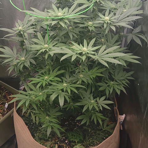La og kush growlog timeline photo