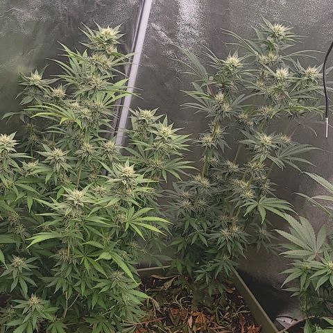 Yoda soda  growlog timeline photo