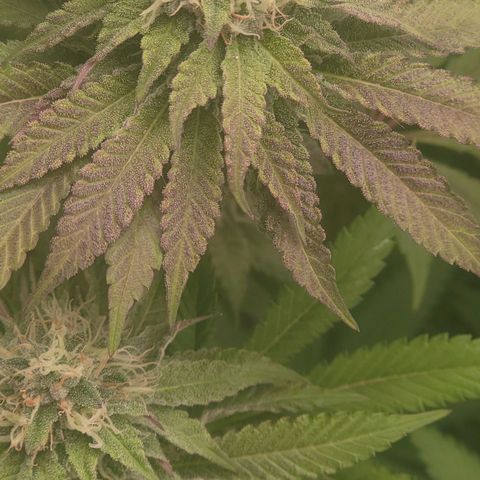 Super yahmba growlog timeline photo