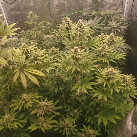 Super yahmba growlog timeline photo