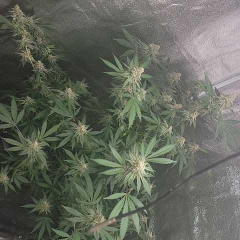 Gorilla fucks  growlog timeline photo