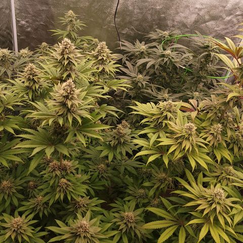 Yoda soda  growlog timeline photo