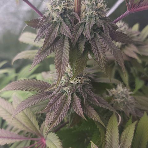 Super yahmba growlog timeline photo