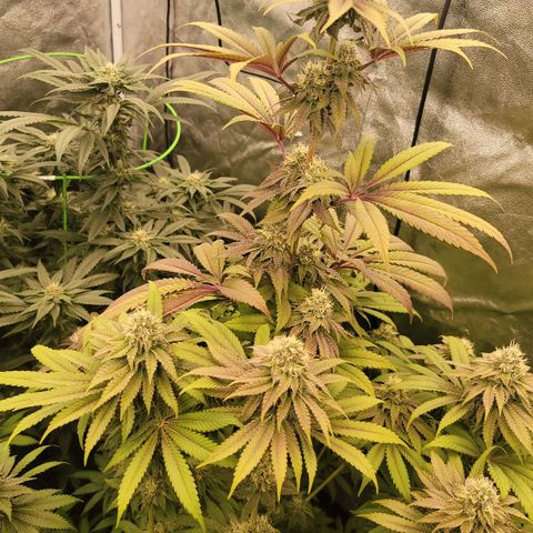 Super yahmba growlog timeline photo