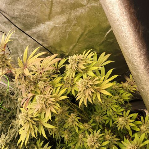 Super yahmba growlog timeline photo