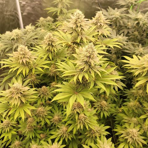 Super yahmba growlog timeline photo