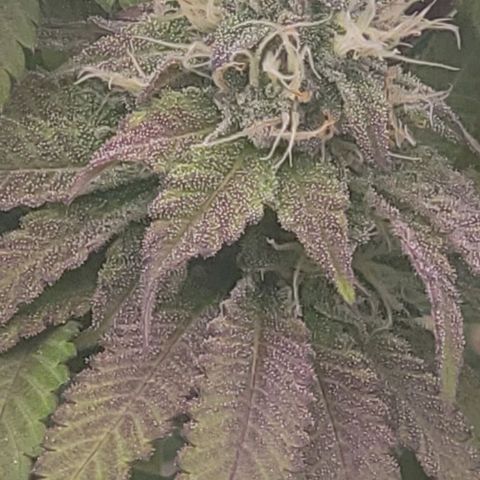 Super yahmba growlog timeline photo