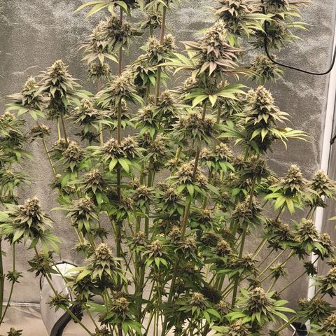 Super yahmba growlog timeline photo