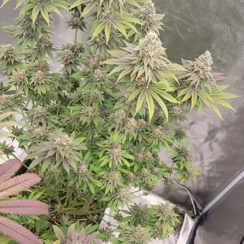 Super yahmba growlog timeline photo