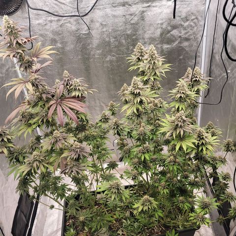 Super yahmba growlog timeline photo