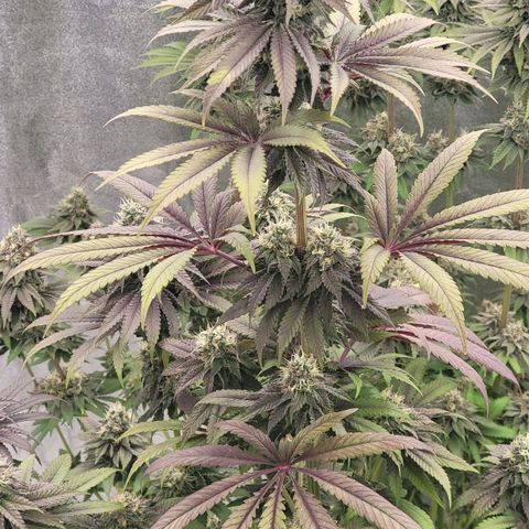 Super yahmba growlog timeline photo