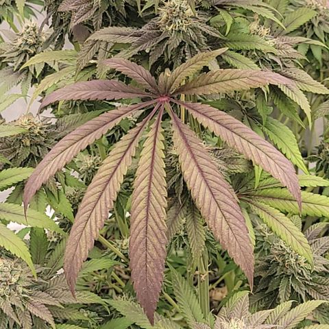 Super yahmba growlog timeline photo