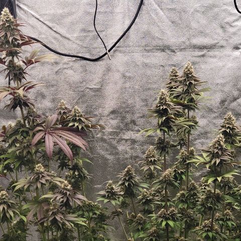 Super yahmba growlog timeline photo