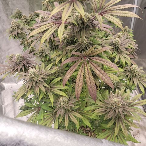 Super yahmba growlog timeline photo