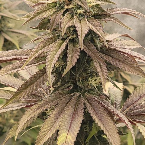 Super yahmba growlog timeline photo