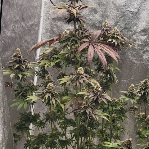 Super yahmba growlog timeline photo
