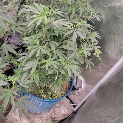 Gorilla fucks  growlog photo: Gorilla fucks mom 