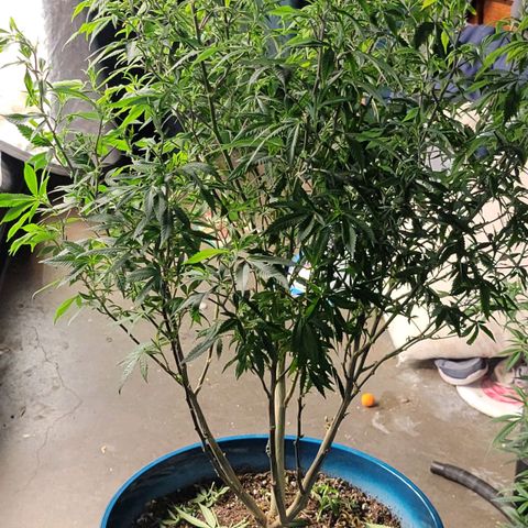 Gorilla fucks  growlog timeline photo
