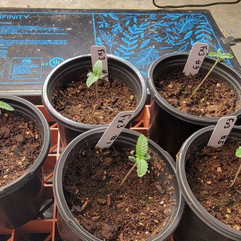 Fx3. Fsts x solfire cup growlog timeline photo