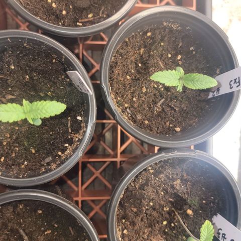 Fx3. Fsts x solfire cup growlog timeline photo