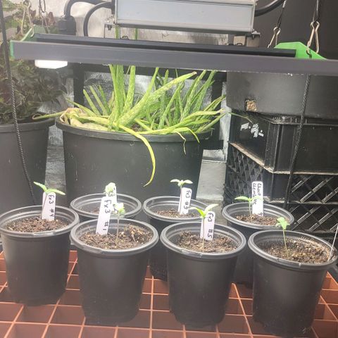 Fx3. Fsts x solfire cup growlog timeline photo