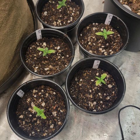 Fx3. Fsts x solfire cup growlog timeline photo