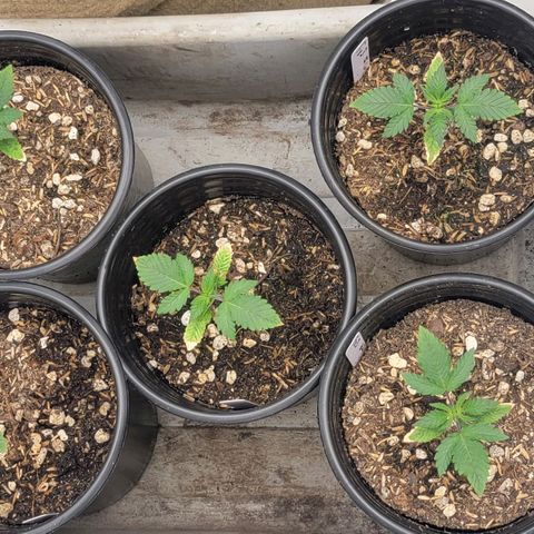Fx3. Fsts x solfire cup growlog timeline photo