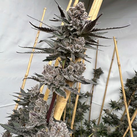Fx3. Fsts x solfire cup growlog timeline photo