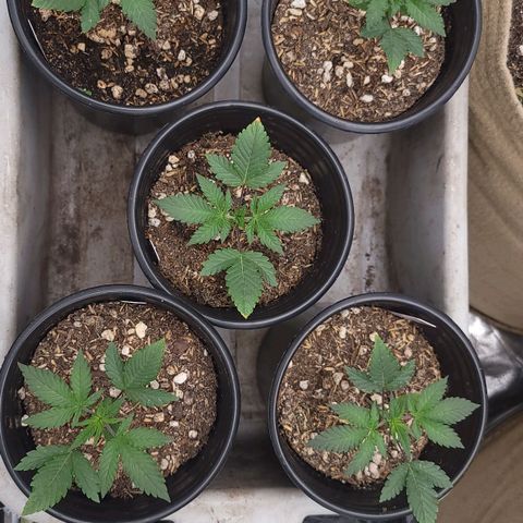 Fx3. Fsts x solfire cup growlog timeline photo