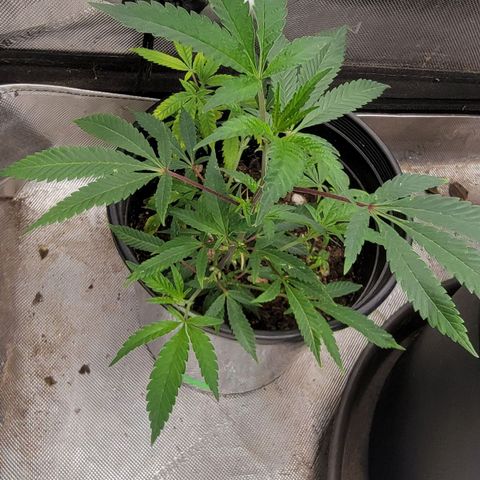 Gorilla fucks  growlog timeline photo