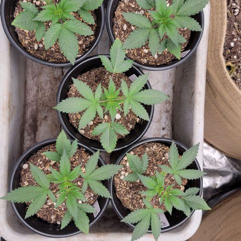 Fx3. Fsts x solfire cup growlog timeline photo