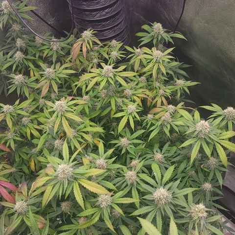 Gorilla fucks  growlog timeline photo