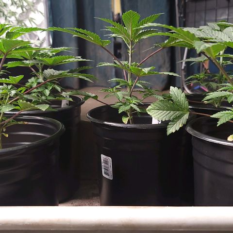 Fx3. Fsts x solfire cup growlog timeline photo