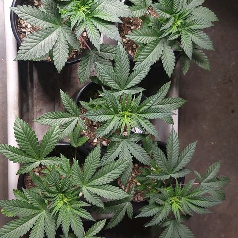 Fx3. Fsts x solfire cup growlog timeline photo