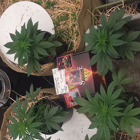 Fx3. Fsts x solfire cup growlog timeline photo