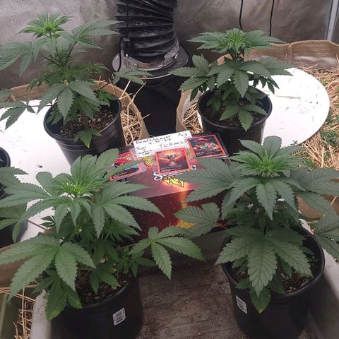 Fx3. Fsts x solfire cup growlog timeline photo