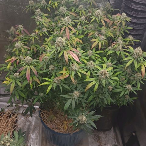 Gorilla fucks  growlog timeline photo
